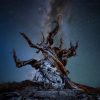 A gnarled, ancient tree silhouetted against a star-filled sky — symbolic of endings, resilience, and new beginnings.
