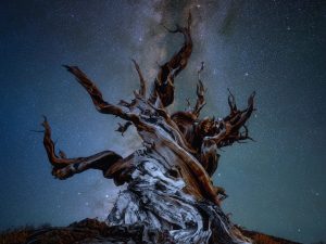 A gnarled, ancient tree silhouetted against a star-filled sky — symbolic of endings, resilience, and new beginnings.