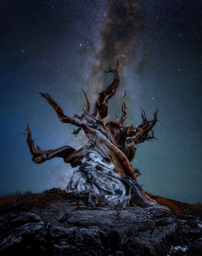 A gnarled, ancient tree silhouetted against a star-filled sky — symbolic of endings, resilience, and new beginnings.