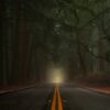 A paved road with yellow lines through a dense forest filled with thick fog