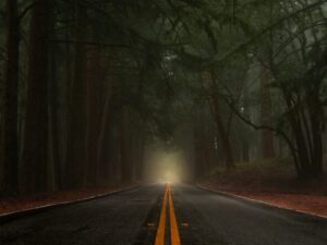 A paved road with yellow lines through a dense forest filled with thick fog